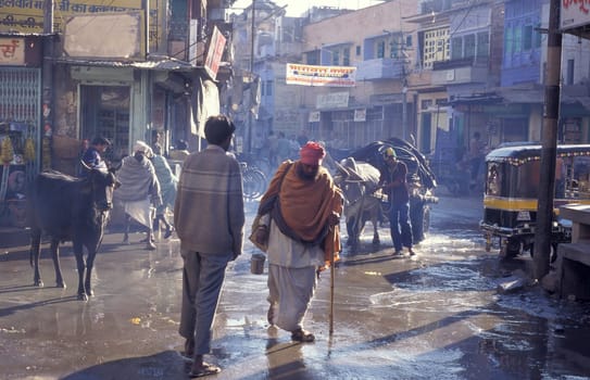 the Traffic with Ox cart in the Blue City and Town of Jodhpur in the Province of Rajasthan in India.  India, Jodhpur, January, 1998