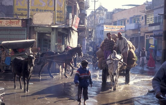 the Traffic with ox and horse cart in the Blue City and Town of Jodhpur in the Province of Rajasthan in India.  India, Jodhpur, January, 1998