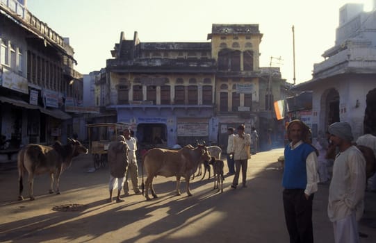 People and Holy Cow at a square with blue painted living House in the Blue City and Town of Jodhpur in the Province of Rajasthan in India.  India, Jodhpur, January, 1998