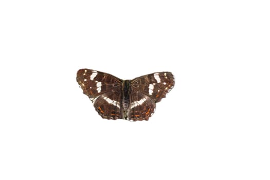The Map Butterfly (Araschnia levana)  is a butterfly of the family Nymphalidae