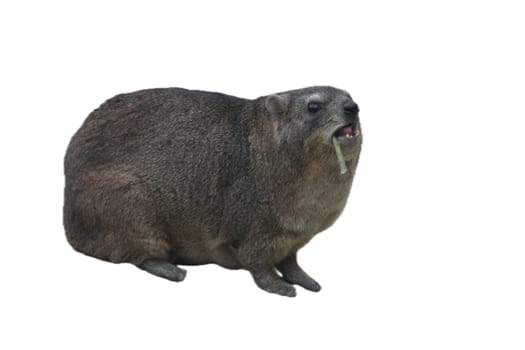 The rock hyrax (Procavia capensis), also called rock badger and Cape hyrax, is commonly referred to in South African English as the dassie