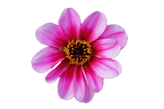 The dahlia (Dahlia), is a genus of flowering plants in the sunflower family (Asteraceae)