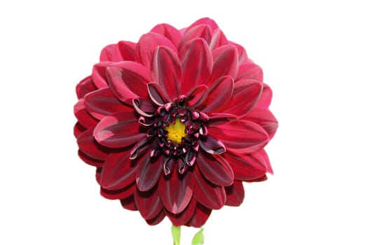 The dahlia (Dahlia), is a genus of flowering plants in the sunflower family (Asteraceae)