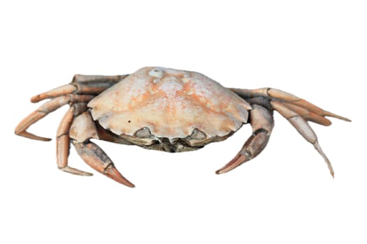 Close-up of a dead beach crab (Carcinus maenas)