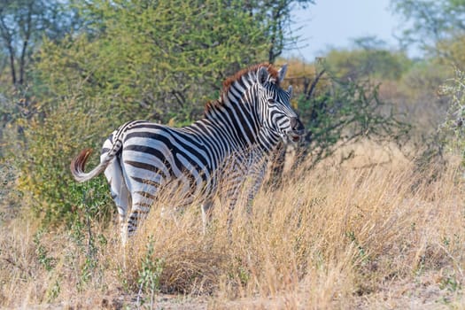 A Zebra in a Remote Grassland close to Maun, Botswana