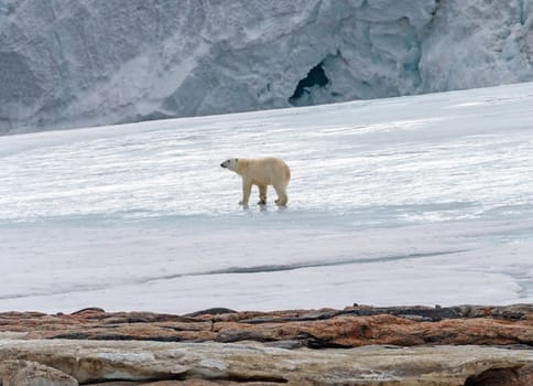 Polar Bear Traversing Glacial Ice on Bresselsbreen in the Svalbard Islands