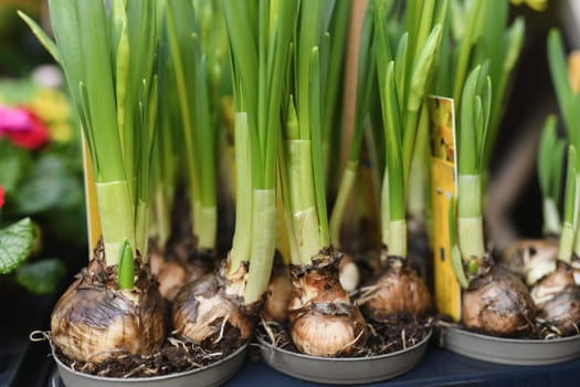 Daffodils with bulbs in the pots for Easter