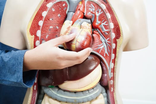Asian student learning with human body model in anatomy biology in classroom at high school.