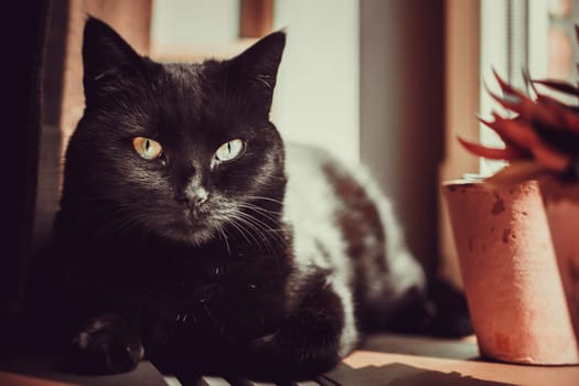 A black cat with amber eyes lounges by a window in warm sunlight, cozy, serene ambiance with earthy, muted tones.