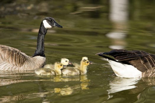 Small goslings swim between their parents at Manito Park in Spokane, Washington.