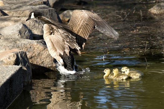 A mother goose shows goslings how to get out of the water at Manito Park in Spokane, Washington.