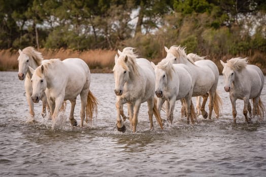 White horses are galoping in the water  all over the sea in Camargue, France.