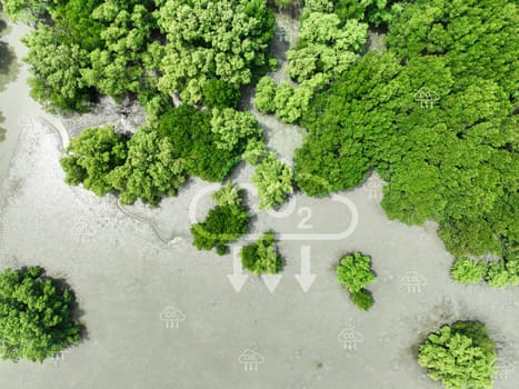 Carbon capture concept. Aerial top view of green mangrove forest. Natural carbon sinks. Mangroves capture CO2 from the atmosphere. Blue carbon ecosystems. Mangroves absorb carbon dioxide emissions.
