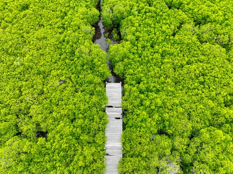 Aerial view lush green mangrove forest. Wooden bridges for natural trails, highlighting ecotourism opportunities, carbon capture benefits, and vital role mangroves play in combating climate change.