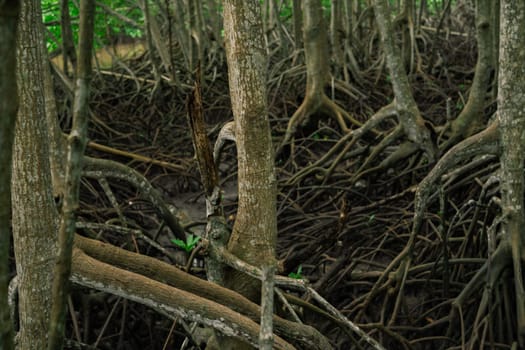 Close-up of mangrove root system in tropical wetland forest. Coastal ecosystem supporting biodiversity. Natural defense against erosion and climate change in tidal swamp environment. Carbon capture.
