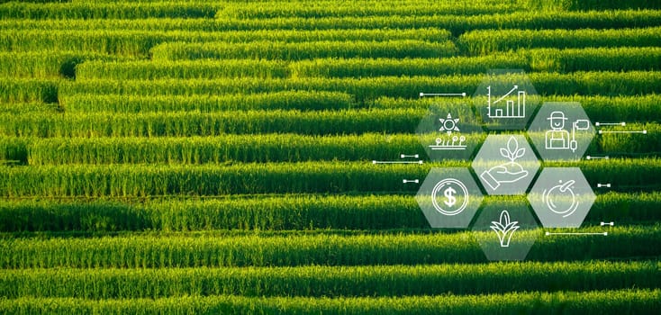 Smart farm advanced technology for enhanced productivity and quality in modern farming practices. Innovative sensors and drones optimize crop yields through data-driven precision farming techniques.