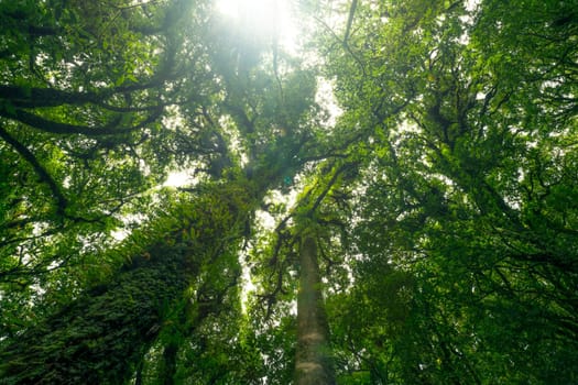Looking up view of tree trunk to green leaves of tree in forest with sun light. Fresh environment in green woods. Forest tree on sunny day. Natural carbon capture. Sustainable conservation and ecology