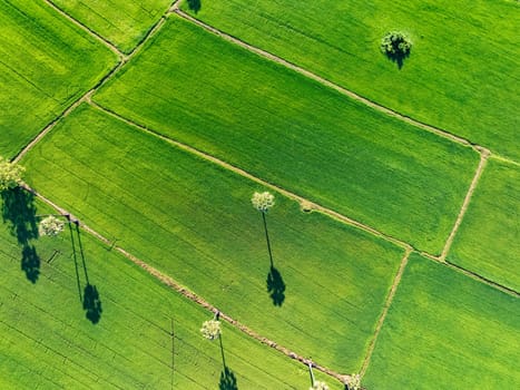Aerial view of lush green rice field with sugar palm trees. Sustainable agriculture landscape. Sustainable rice farming. Rice cultivation. Green landscape. Organic farming. Sustainable land use.