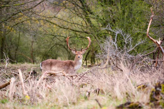 Red deer stag with antlers in spring forest, wildlife in the woodland, mammal animal