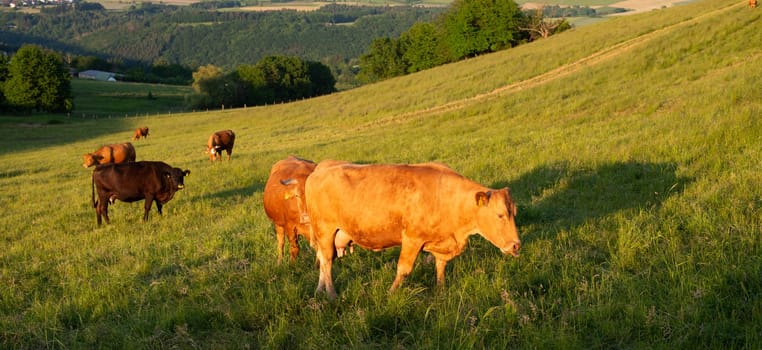 Cows grazing on pasture in Germany, species appropriate animal husbandry, farmland meadow