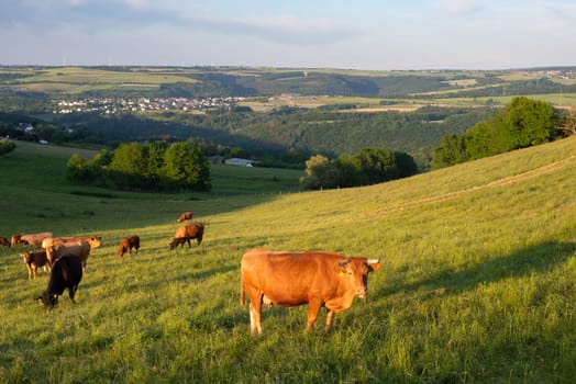 Cows grazing on pasture in Germany, species appropriate animal husbandry, farmland meadow