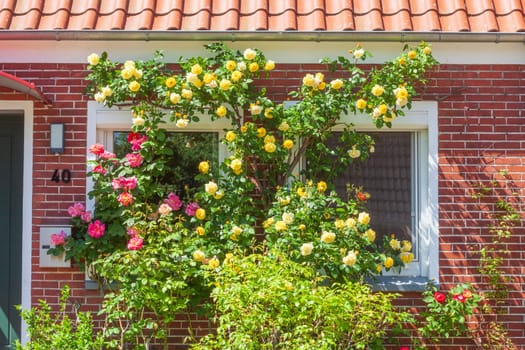 Window with colorful climbing roses on a residential building, Leer, East Frisia, Lower Saxony, Germany