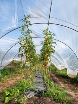 Greenhouse with agriculture tomato plants field, growing organic vegetable in countryside, planting food in the garden