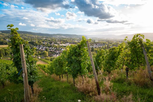 Grapes for riesling wine growing on the vine, vineyard in Trier, Moselle Valley in Germany, landscape and agriculture in rhineland palatine