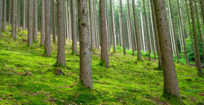 Forest, trunks of fir trees, summer woodland in Germany, green moss, climate and environmental issues