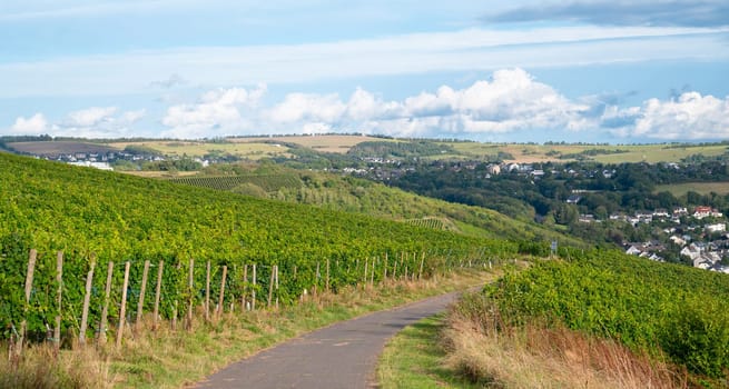 Grapes for riesling wine growing on the vine, vineyard in Trier, Moselle Valley in Germany, landscape and agriculture in rhineland palatine