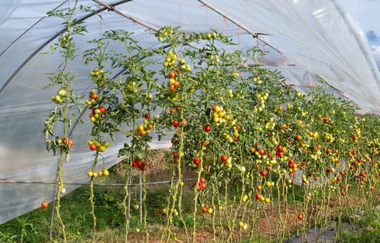 Greenhouse with agriculture tomato plants field, growing organic vegetable in countryside, planting food in the garden
