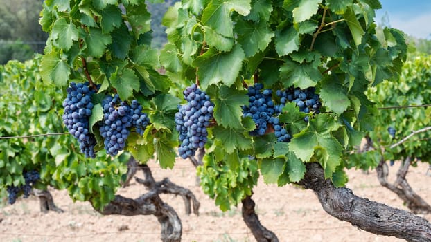 Cannonau grapes. Ripe bunches of black grapes among the branches of the plant in a vineyard. Traditional farming. Sardinia.