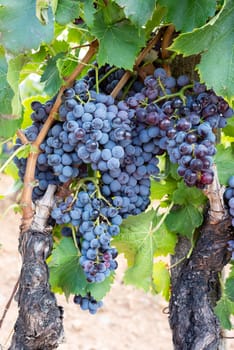 Cannonau grapes. Ripe bunches of black grapes among the branches of the plant in a vineyard. Traditional farming. Sardinia.