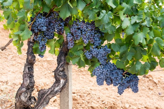 Cannonau grapes. Ripe bunches of black grapes among the branches of the plant in a vineyard. Traditional farming. Sardinia.