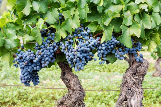 Cannonau grapes. Ripe bunches of black grapes among the branches of the plant in a vineyard. Traditional farming. Sardinia.