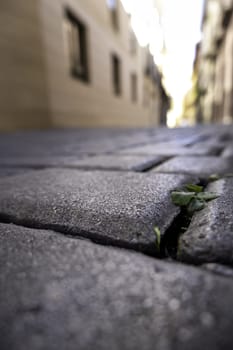 Detail of old paving stones with plants growing between them