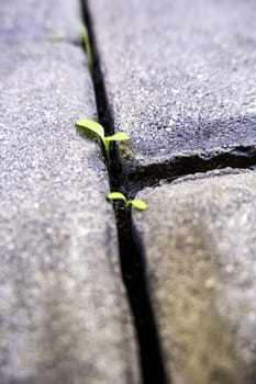 Detail of old paving stones with plants growing between them