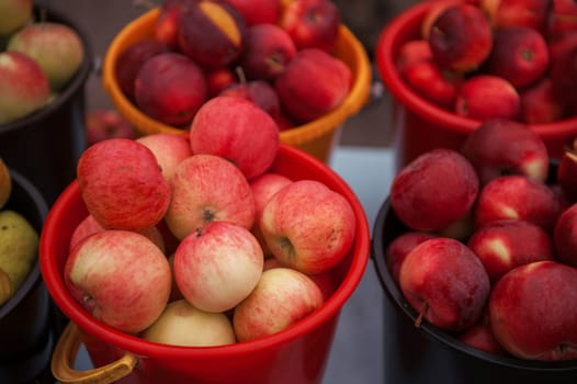 A bucket of freshly picked organic apples. Harvest concept