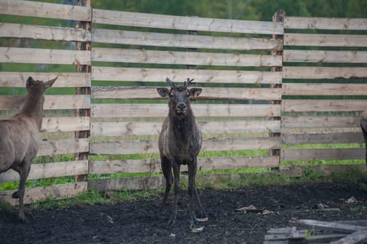 Domesticated deers marals on farm in Altay
