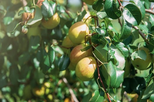 Pear tree with pears, organic natural fruits in a garden, harvest concept