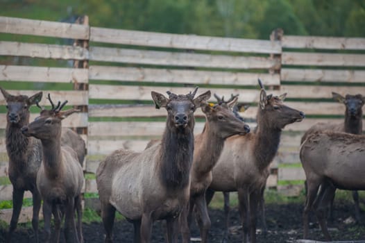 Domesticated deers marals on farm in Altay