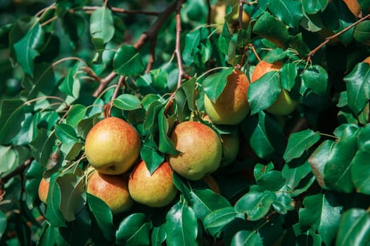 Pear tree with pears, organic natural fruits in a garden, harvest concept