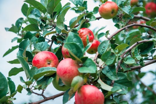Apple tree with apples, organic natural fruits in a garden, harvest concept