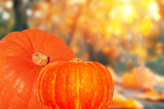 Closeup of two decorative orange red Hokkaidio pumpkin against abstract blurred natural autumn background. Space for design. Healthy nutrition.