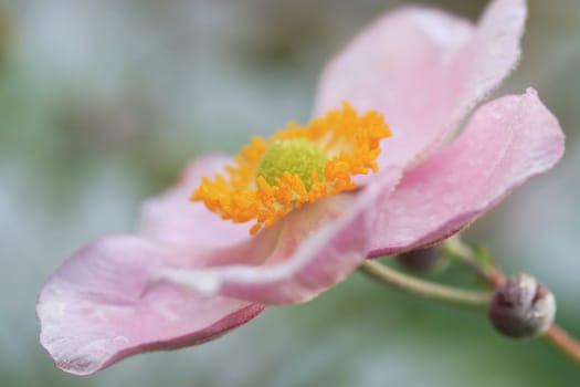 Close-up of the blossom of a Japanese autumn anemone. Pink anemone flower