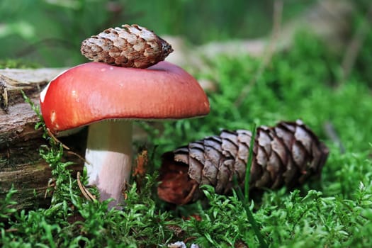 The flame-stemmed russula is a red and white mushroom. Red mushroom with spruce cones