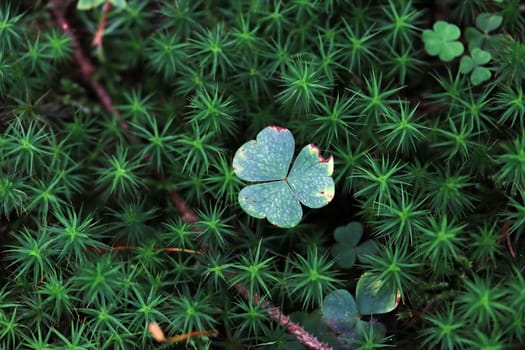 A clover in the forest surrounded by green moss