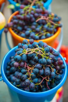 A bucket of freshly picked organic grapes. Harvest concept