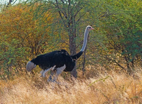 Ostrich in the Savannah Grasses in the Sibuyu Forest Reserve in Botswana