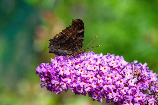 Side view of the Little Fox butterfly on a pink flower against a blurred background